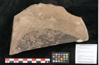 Foto (Objekt + Etikett) von Aesculus hippocastaneum Linne (NHMW-GEO-2024-0188-15016)
